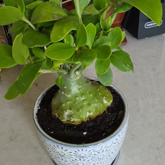Photo of the plant species Ant plant by @AllisonRuss70 named Ant on Greg, the plant care app