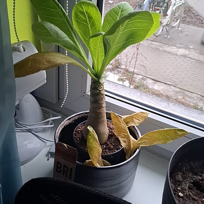 Photo of the plant species Hawaiian Palm by @ProperPeanut70 named Byakko on Greg, the plant care app