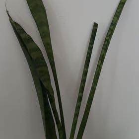 Photo of the plant species Sansevieria zeylanica by @MarvelBaytree88 named Nimerelle on Greg, the plant care app