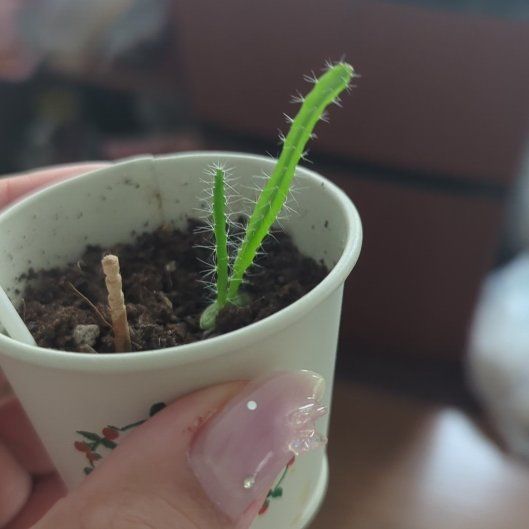 Photo of the plant species dragon fruit by @YesMahoe0 named Rainier on Greg, the plant care app