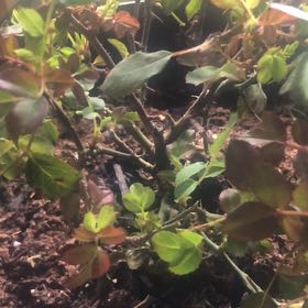 Photo of the plant species Double knock out rose by @KeySiamtulip36 named Mochi on Greg, the plant care app