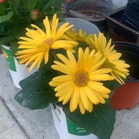 Photo of the plant species Mexican Sunflower by @SugarEndive18 named Miley on Greg, the plant care app