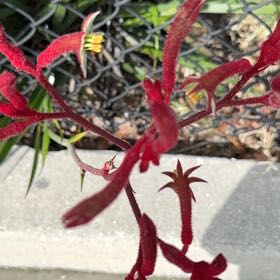 Photo of the plant species Australian Sundew by @VipAnthora13 named Elina on Greg, the plant care app