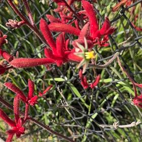 Photo of the plant species Pink Azalea by @VipAnthora13 named Kobe on Greg, the plant care app