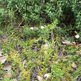Photo of the plant species Mile-a-Minute Vine by @VipAnthora13 named Terra on Greg, the plant care app