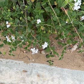 Photo of the plant species Trailing Lantana by @VipAnthora13 named Baesil on Greg, the plant care app