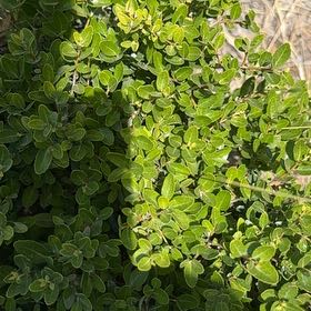 Photo of the plant species Rockspray Cotoneaster by @VipAnthora13 named Elle on Greg, the plant care app