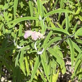 Photo of the plant species Mexican Bush Sage by @VipAnthora13 named Aristotle on Greg, the plant care app