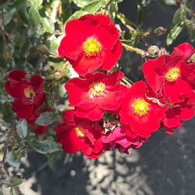 Photo of the plant species Alpine Rose by @VipAnthora13 named Bodhi on Greg, the plant care app