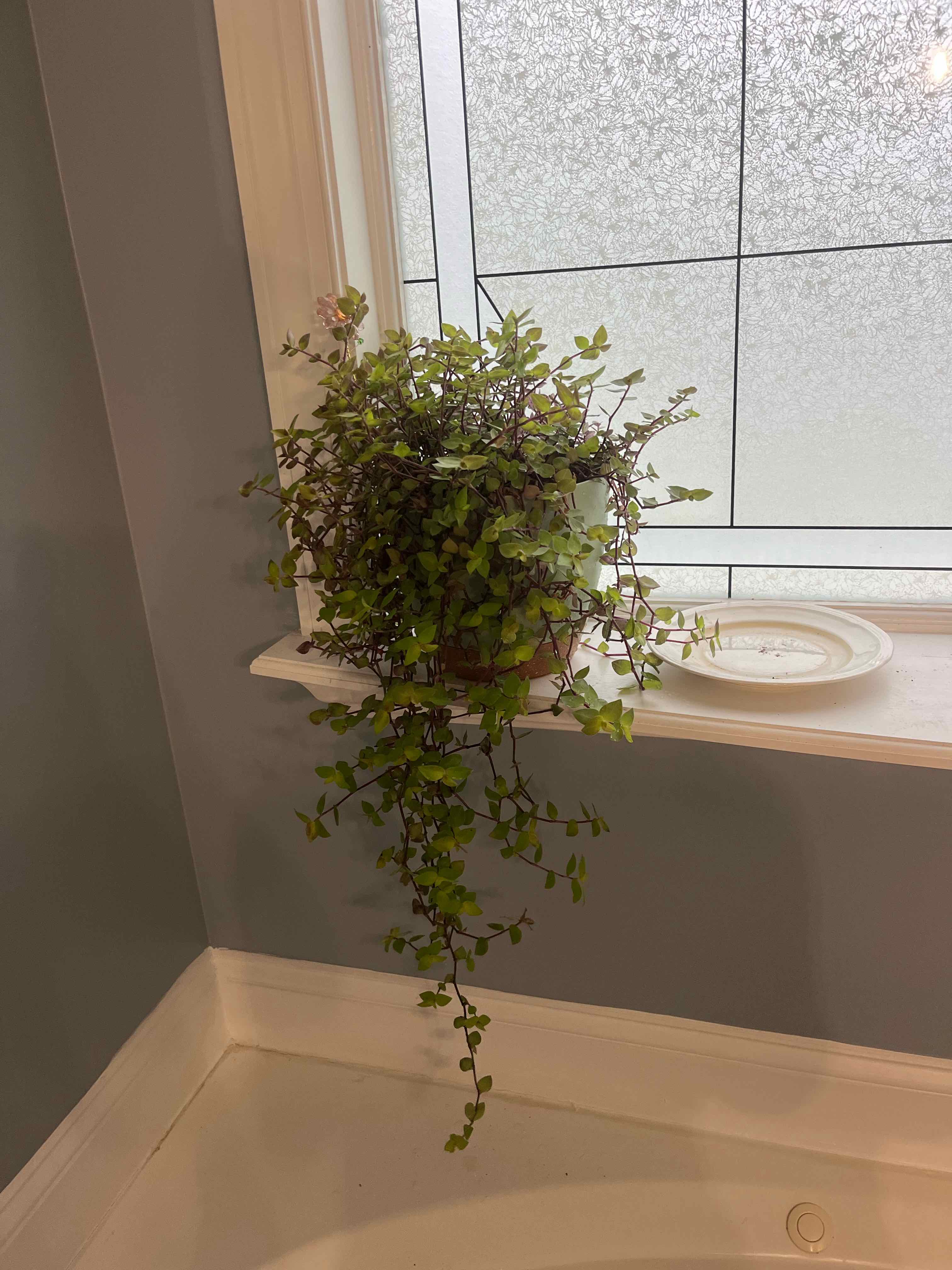 Photo of the plant species Turtle Vine by @PoetCassava32 named Michelle Branch on Greg, the plant care app