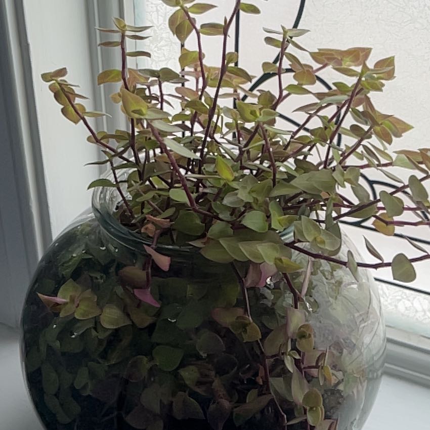 Photo of the plant species Turtle Vine by @PoetCassava32 named Michelle Branch on Greg, the plant care app