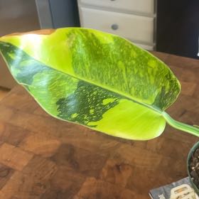 Photo of the plant species Philo Green Congo Nuclear by @PoetCassava32 named Bigleef Smalls on Greg, the plant care app