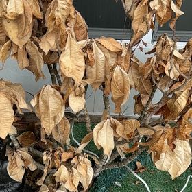 Photo of the plant species Golden Rain Tree by @YokeAnchistea52 named Austen on Greg, the plant care app