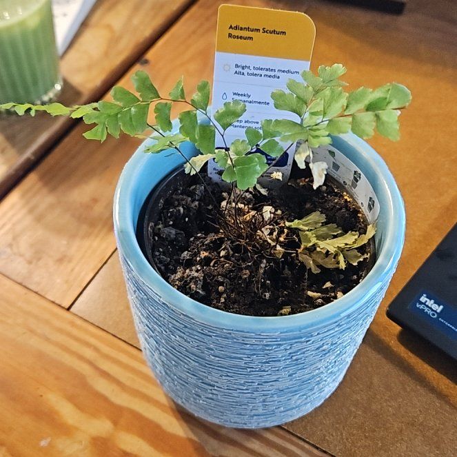 Photo of the plant species Rosy Maidenhair Fern by @SavvyGabisan98 named Persephone on Greg, the plant care app