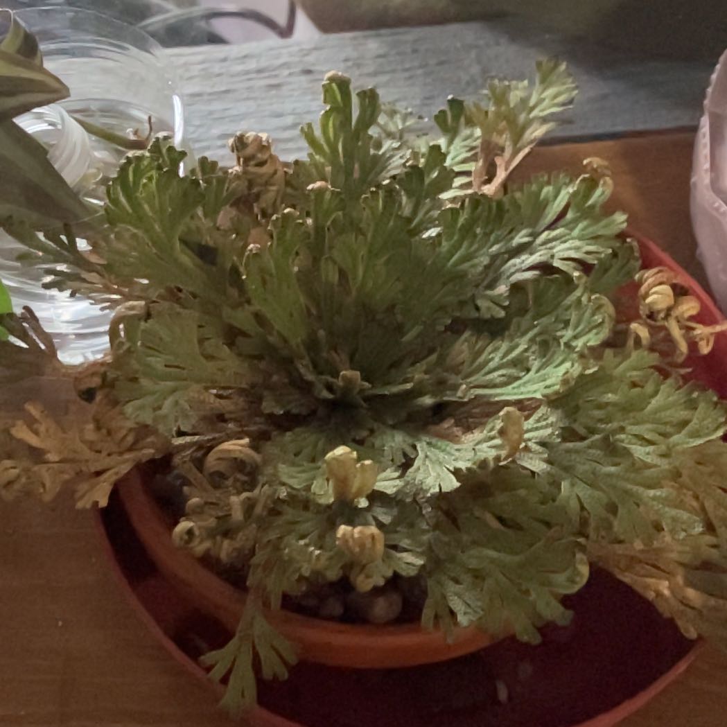 Photo of the plant species Hymenophyllum demissum by @StoutEmerald24 named Harmony on Greg, the plant care app