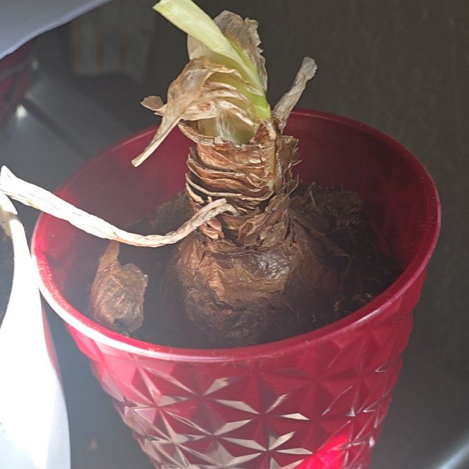 Photo of the plant species Minerva Amaryllis by @FairZinnia99 named Daphne on Greg, the plant care app