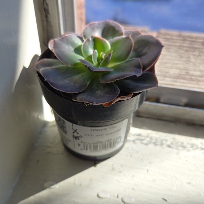Photo of the plant species Echeveria 'Rico' by @VipJuneplum16 named Rico on Greg, the plant care app