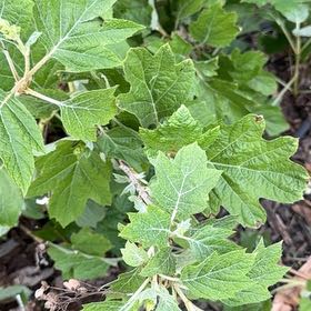 Photo of the plant species Oakleaf Hydrangea by @VeteranLithop63 named Kylie on Greg, the plant care app