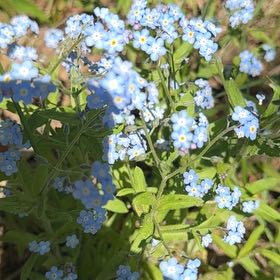 Photo of the plant species Myosotis Alpestris by @VeteranLithop63 named Rosa on Greg, the plant care app