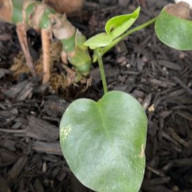 Photo of the plant species Madeira Vine by @GladDuwei99 named James Dean on Greg, the plant care app