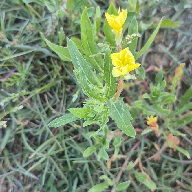 Photo of the plant species Common Evening-Primrose by @RealMungbeans71 named Mando on Greg, the plant care app
