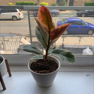 Variegated Rubber Tree plant in Jersey City, New Jersey