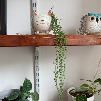 String of Pearls plant in Jersey City, New Jersey