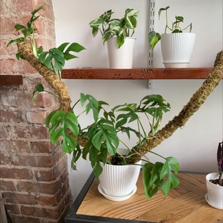 Mini Monstera plant in Jersey City, New Jersey
