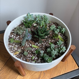Succulent plant in Jersey City, New Jersey