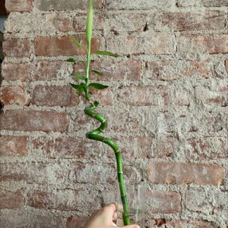 Lucky Bamboo plant in Jersey City, New Jersey