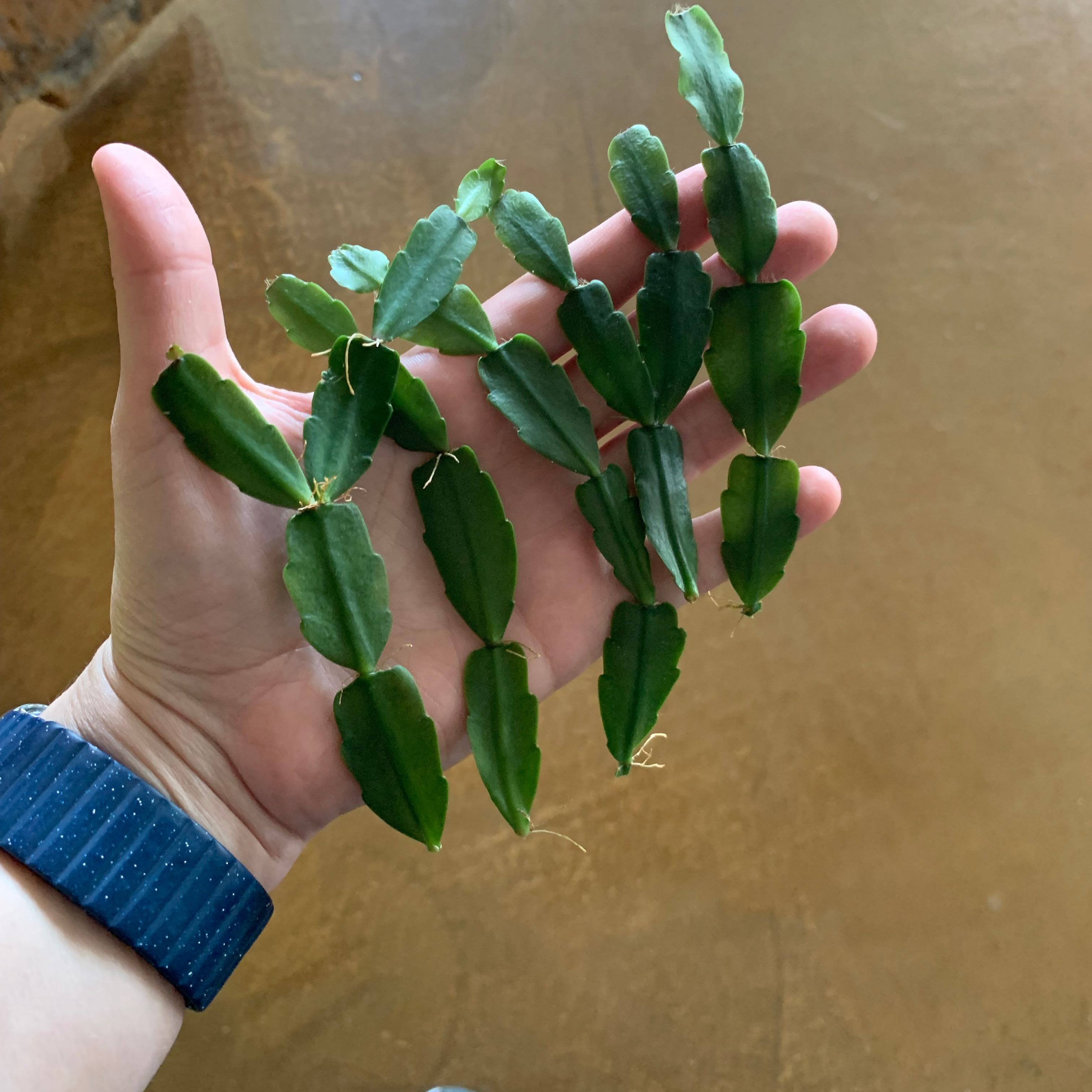 Hand holding segments of a true Christmas Cactus with green, healthy leaves.