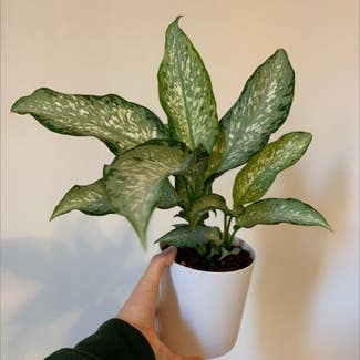 Dumb Cane 'Tiki' plant in Jersey City, New Jersey
