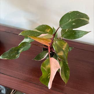 Pink Princess Philodendron plant in Jersey City, New Jersey