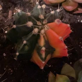 Photo of the plant species Moon Cactus by @Highdesertdiva named Rodney on Greg, the plant care app