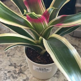 Photo of the plant species Bromeliads by @JovialPapaya34 named Aristotle on Greg, the plant care app