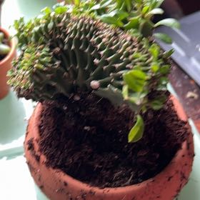 Photo of the plant species Assorted Euphorbia by @SleekCostmary26 named Messi on Greg, the plant care app