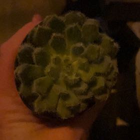 Photo of the plant species Echeveria setosa 'FO-42' by @SleekCostmary26 named Gates on Greg, the plant care app