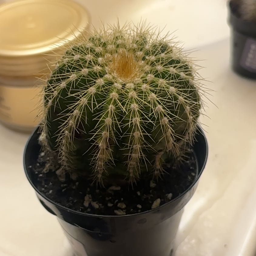 Photo of the plant species Notocactus warasii by @QuickDogrose42 named Gerardo on Greg, the plant care app