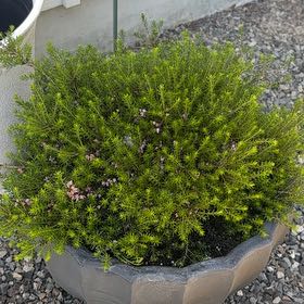 Photo of the plant species Cape May by @LucentZebrina42 named Queen on Greg, the plant care app