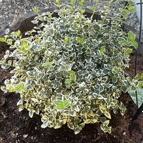 Photo of the plant species Emerald Gaiety Euonymus by @LucentZebrina42 named Luna on Greg, the plant care app