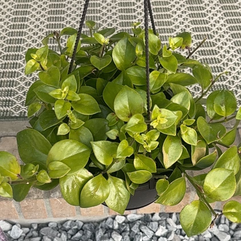 Photo of the plant species Lipstick Plant by @LucentZebrina42 named Harry on Greg, the plant care app