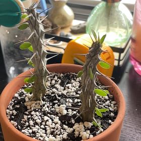 Photo of the plant species Madagascar Ocotillo by @Bean67 named John Fortnite on Greg, the plant care app