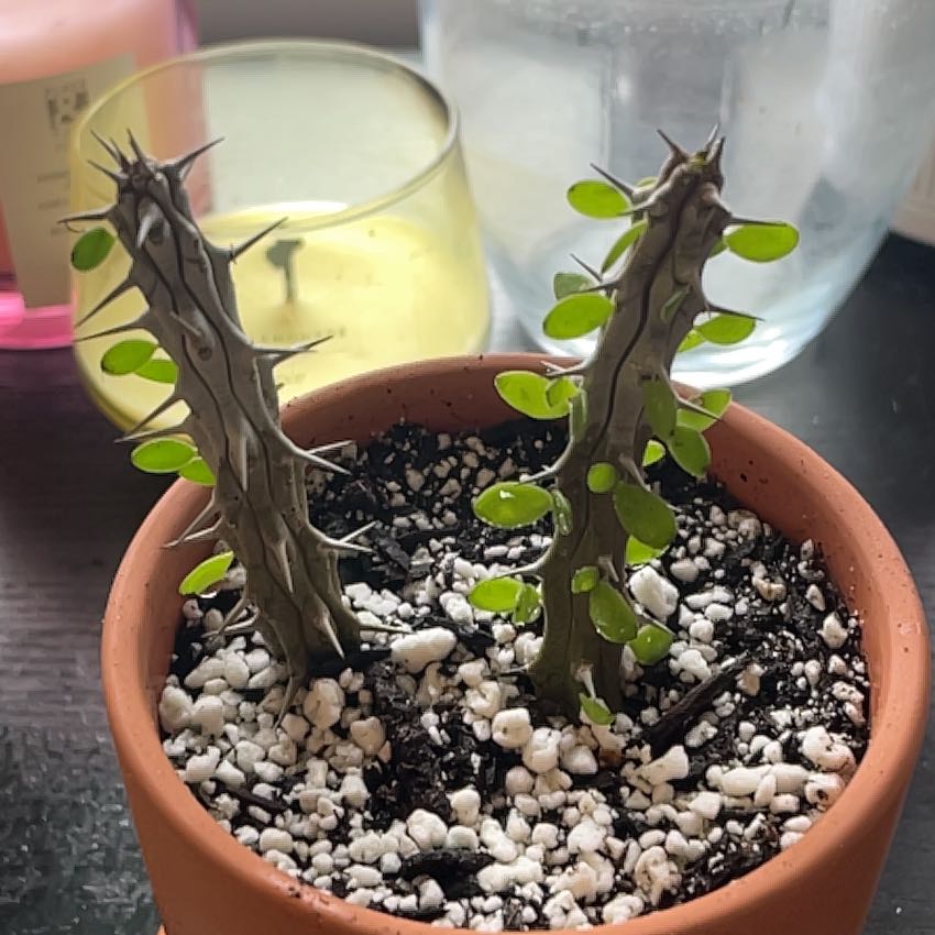 Photo of the plant species Madagascar Ocotillo by @Bean67 named Marthew on Greg, the plant care app