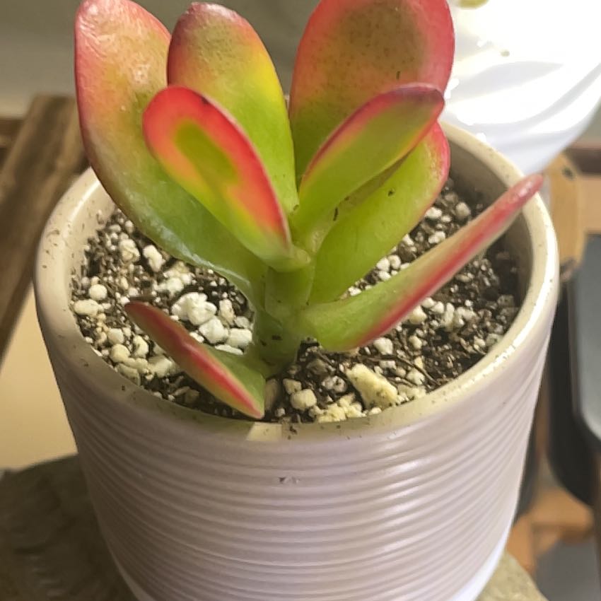 Photo of the plant species Hummels Sunset by @Bean67 named Prudence on Greg, the plant care app