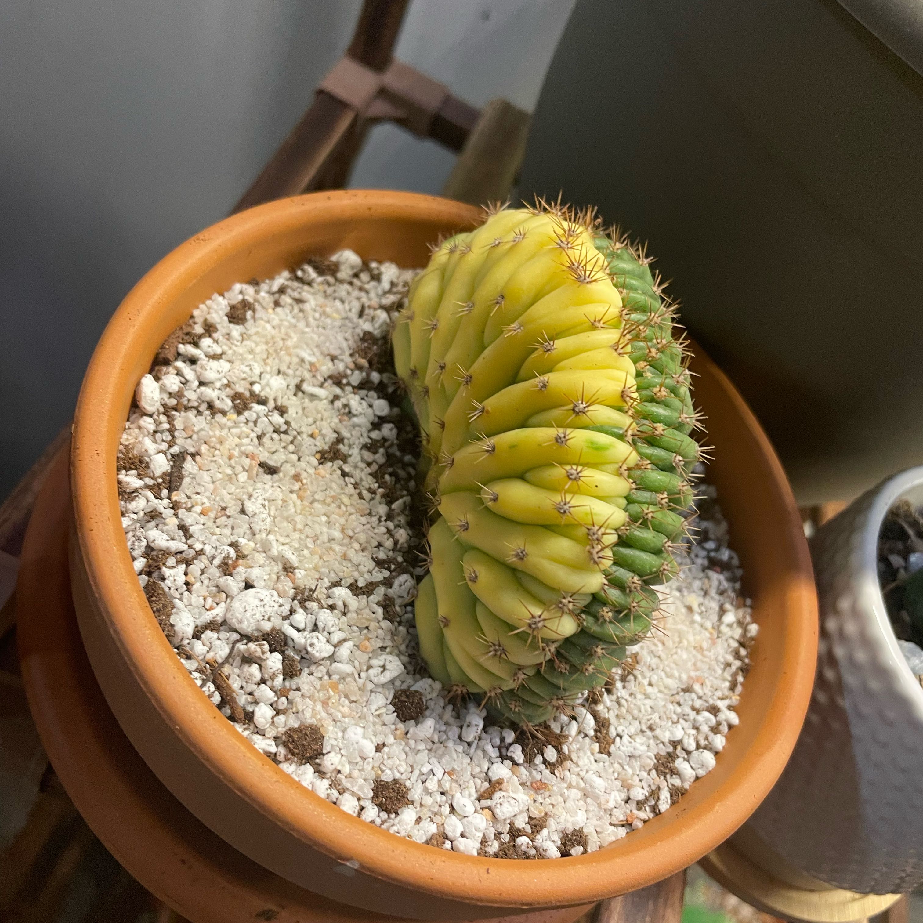 Photo of the plant species Crested Trichocereus Variegated by @Bean67 named Heimlich on Greg, the plant care app
