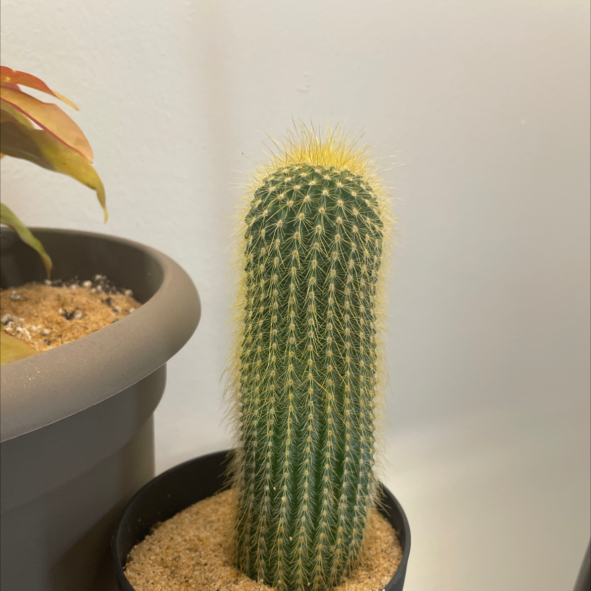 Photo of the plant species Lemon Ball Cactus by @Bean67 named Narcan on Greg, the plant care app