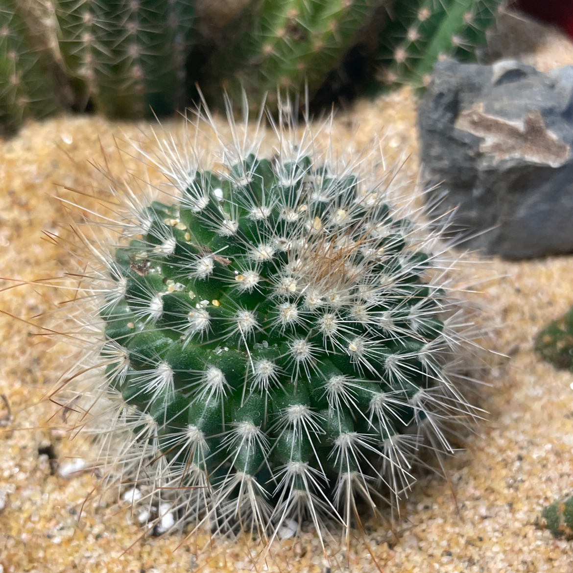 Photo of the plant species Mammilaria by @Bean67 named Prince on Greg, the plant care app