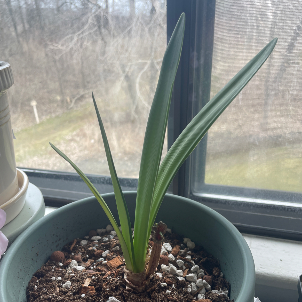 Photo of the plant species Giant Amaryllis by @Bean67 named Francisco on Greg, the plant care app