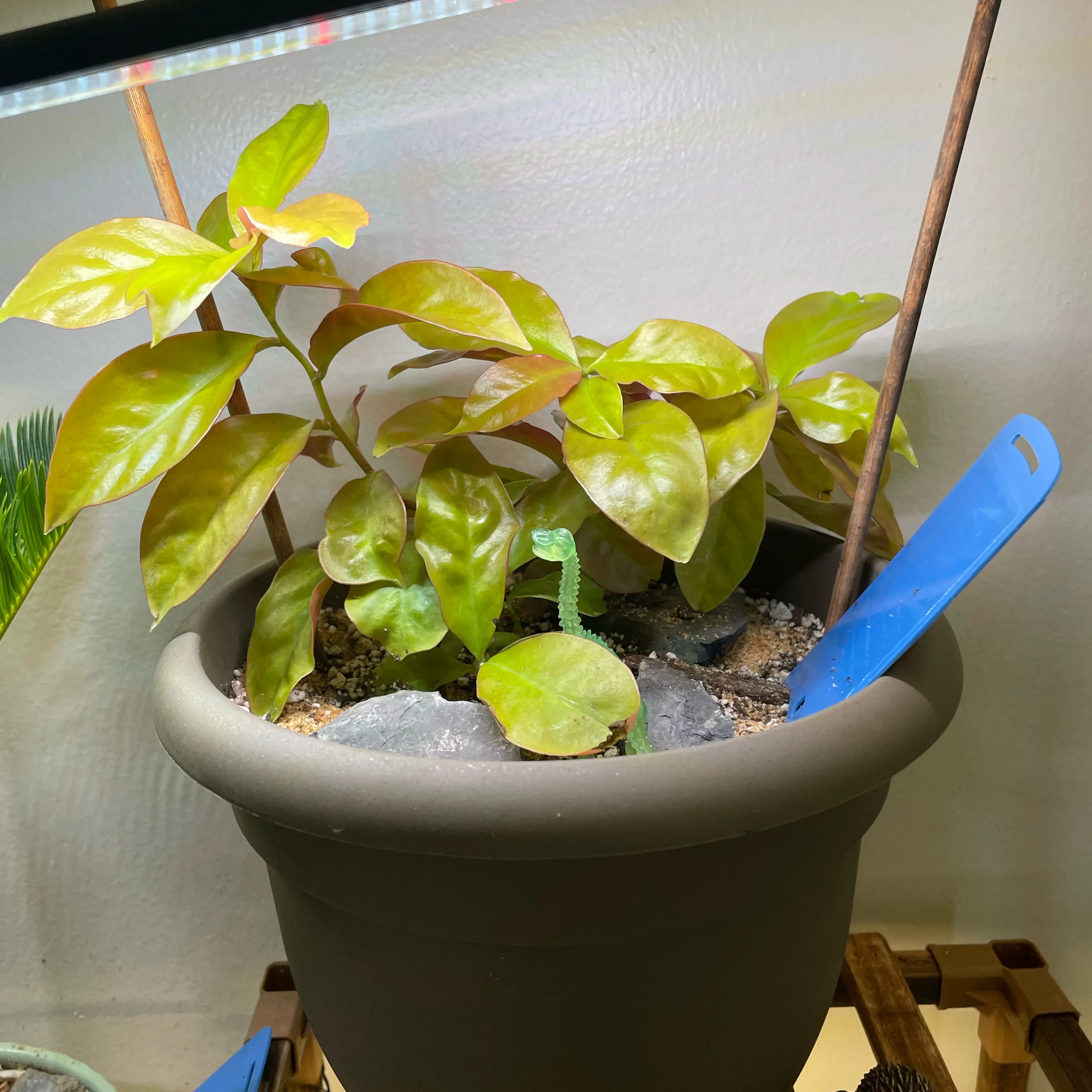 Photo of the plant species Barbados Gooseberry by @Bean67 named De Luca on Greg, the plant care app