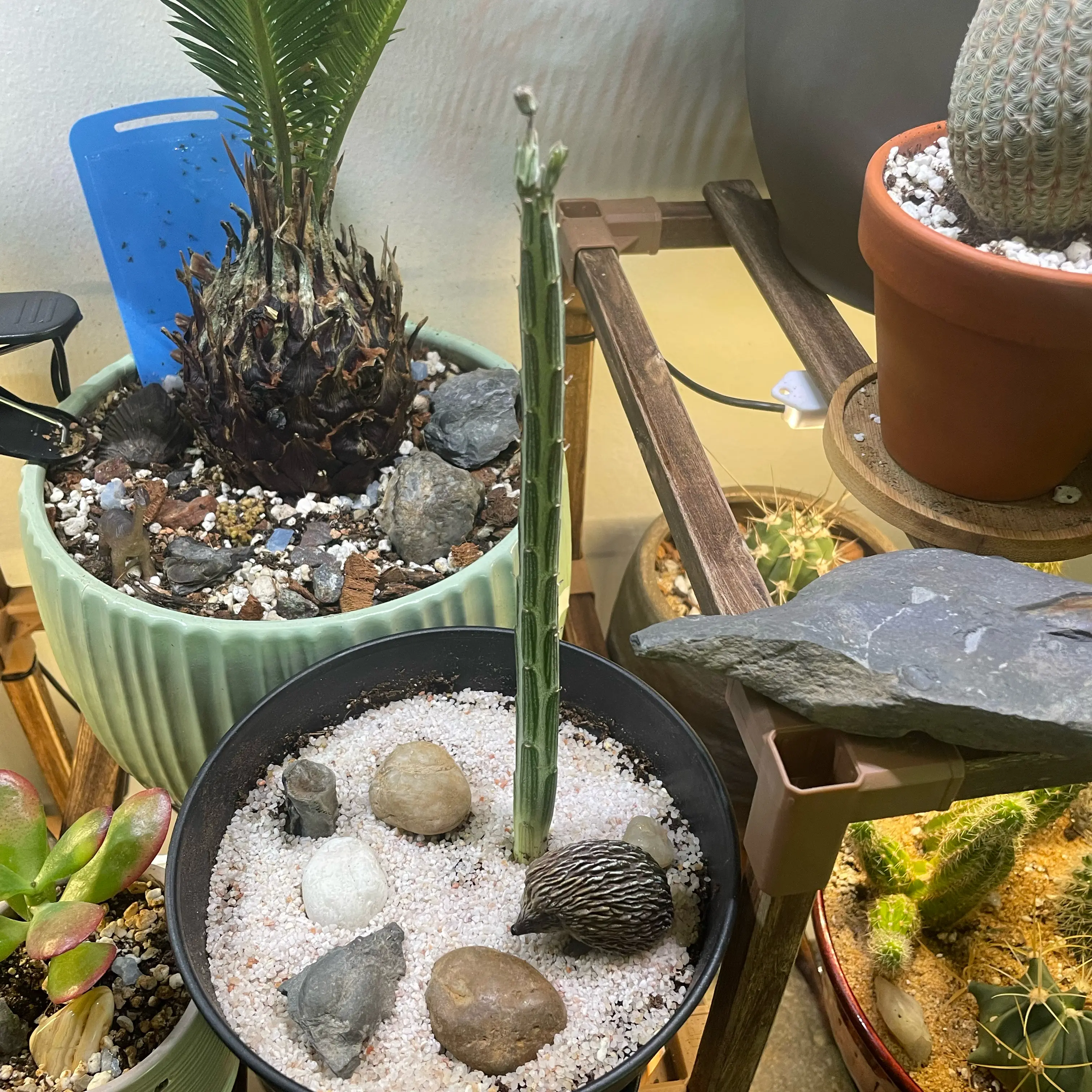 Photo of the plant species Pickle Plant by @Bean67 named Dixon Ticonderoga on Greg, the plant care app